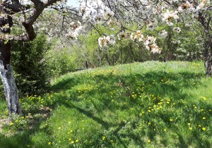 plot - Svoge, Vlado Trichkov